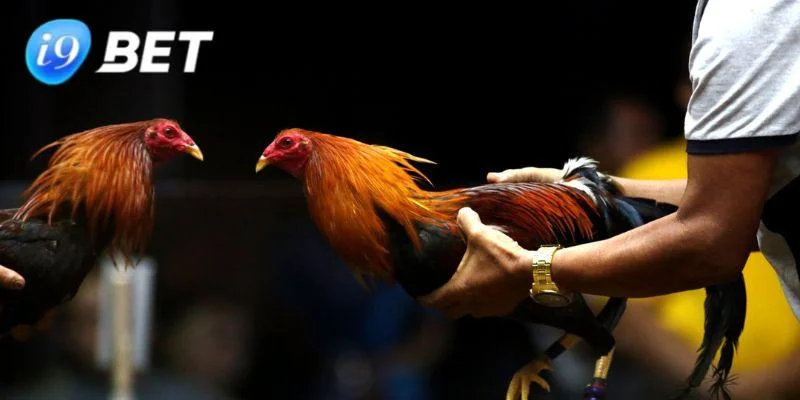 Cá Cược Đá Gà I9BET - Trải Nghiệm Thú Vị Và An Toàn Cá cược đá gà I9BET với trận đấu Thomo giải trí