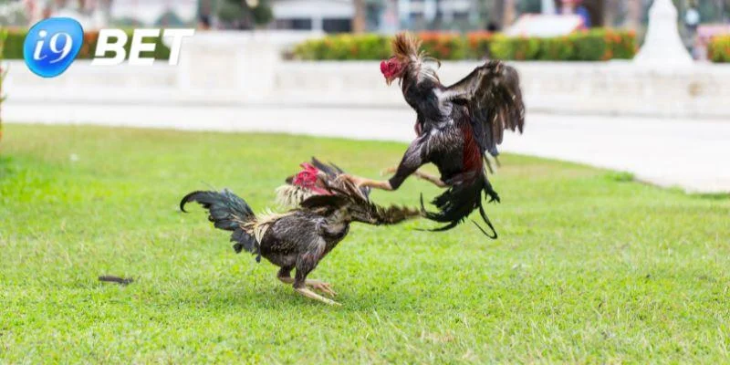Cá Cược Đá Gà I9BET - Trải Nghiệm Thú Vị Và An Toàn Giới thiệu đôi nét về sảnh cá cược đá gà I9BET